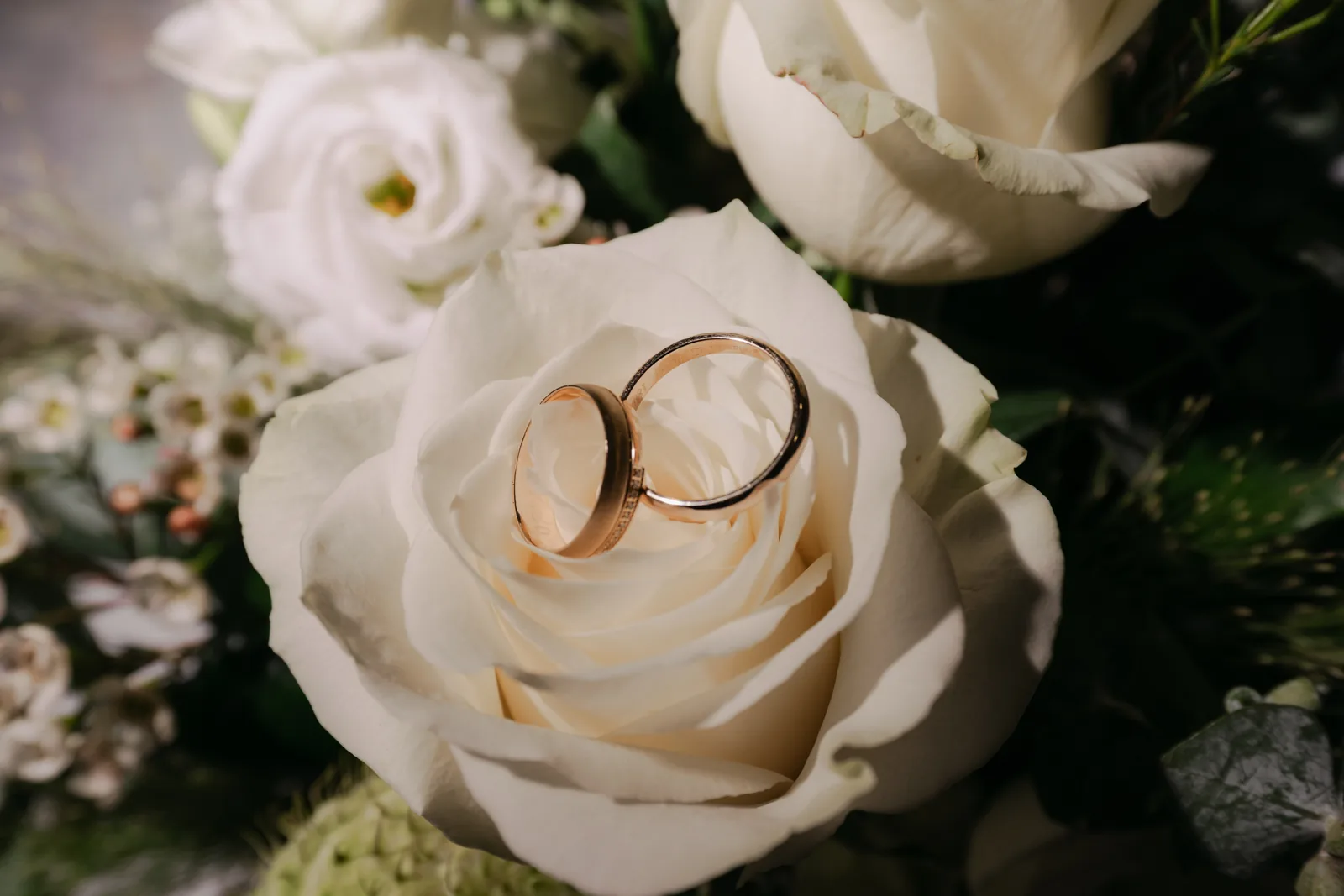 Two wedding rings resting in the centre of a white rose